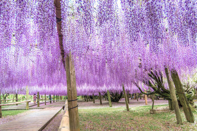 Purple flower tree in park