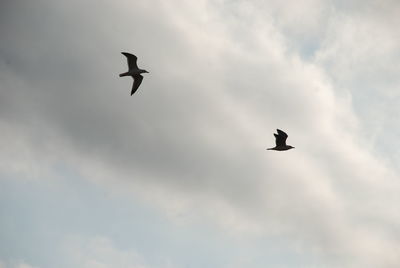 Low angle view of seagull flying in sky