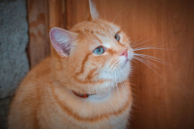 Close-up of a cat looking away