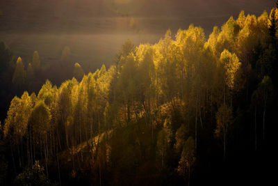 Trees growing in forest during sunset