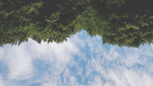 Low angle view of trees against sky