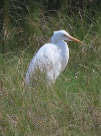 White bird perching on grass