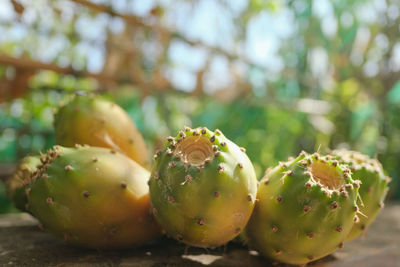 Close-up of cactus growing on tree