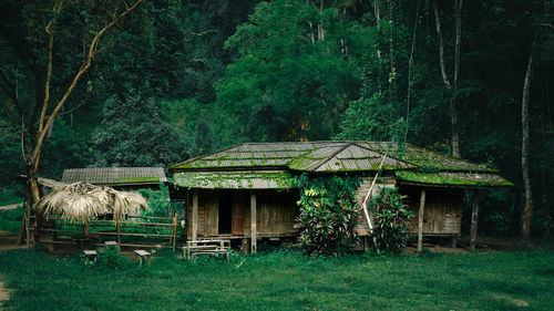 House by trees in forest