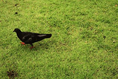 High angle view of black bird on grass