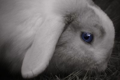 Close-up of white animal