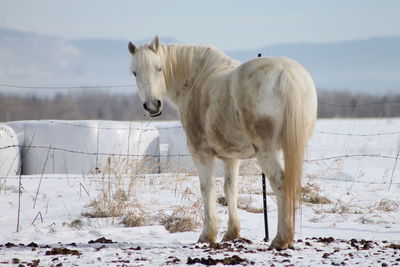 Horse standing on snow field against sky