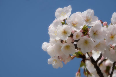 Low angle view of white flowers against clear blue sky