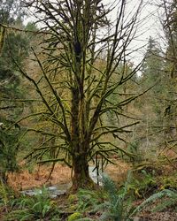Trees growing on landscape