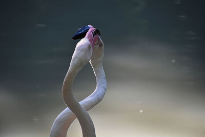 Close-up of flamingoes against lake