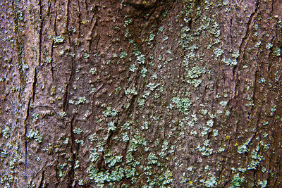 Full frame shot of old tree trunk