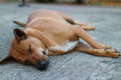 Close-up of a dog sleeping