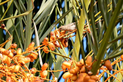 Close-up of bird perching on plant