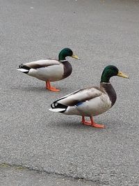 Mallard duck on floor