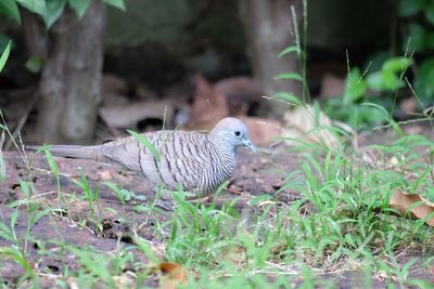 Bird perching on a field