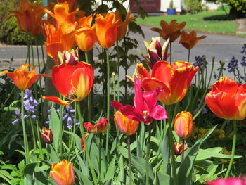 Orange tulips blooming outdoors