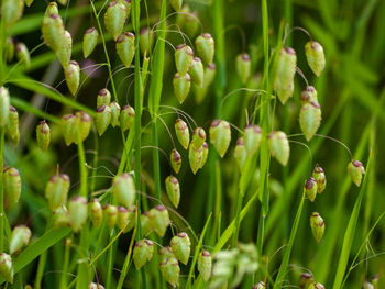 Close-up of flower buds growing on field