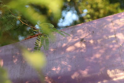 Close-up of plant growing on tree