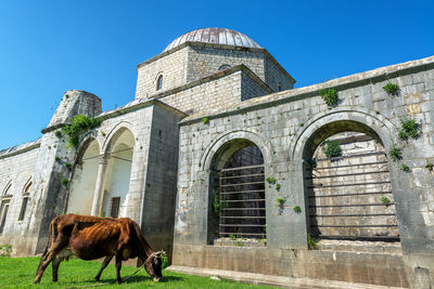 Low angle view of a horse against building