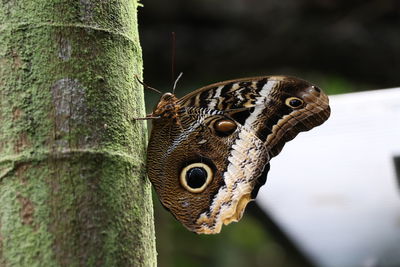 Close-up of butterfly on tree trunk