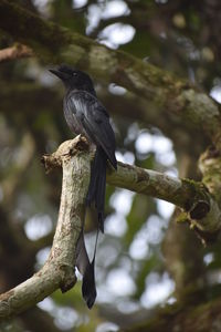 Close-up of bird perching on tree