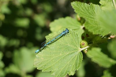 Close-up of insect on leaf