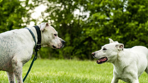 Dog looking at camera and play with other dog