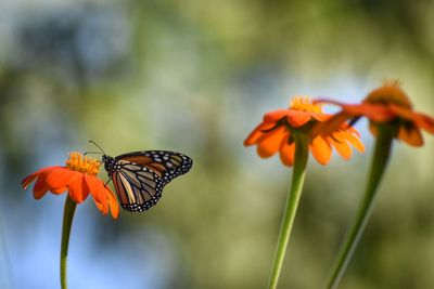 Close-up of butterfly on orange zinnia