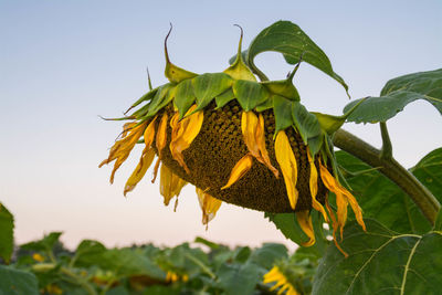 Close-up of sunflower growing against clear sky at farm