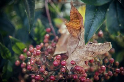 Close-up of leaves on tree