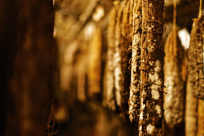 Close-up of salami maturing in the cellar