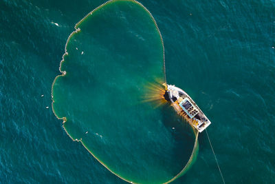 High angle view of turtle in sea