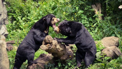 Playful malayan sun bears at edinburgh zoo