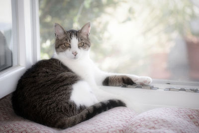 Portrait of cat resting at home