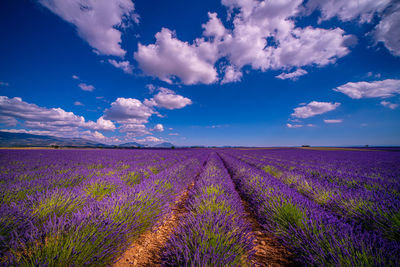 Scenic view of lavender field against sky