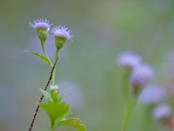 Close-up of purple flowering plant