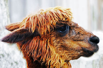 Close-up of llama looking away