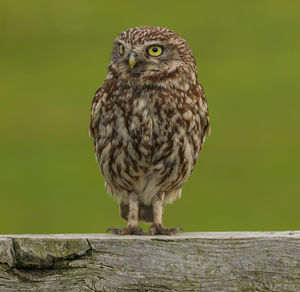 Close-up of owl perching on wood