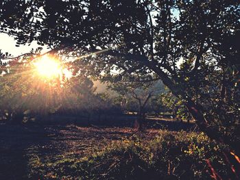 Sun shining through trees