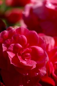 Close-up of water drops on pink rose