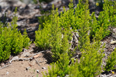 Close-up of moss growing on land