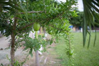 Plant growing on tree