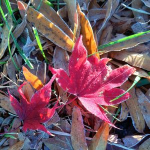 Close-up of red leaves