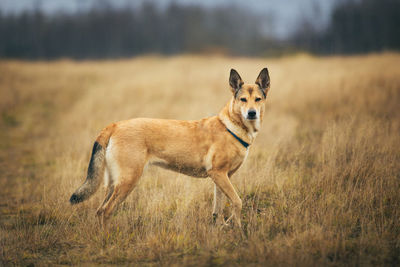 Dog running in field