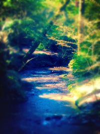 Trees growing in forest