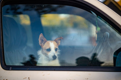 Little dog is staring something from behind a car window