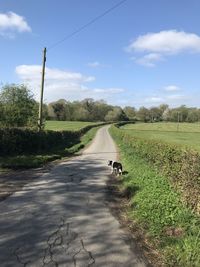 View of horse on road amidst field against sky