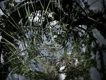 Close-up of plants