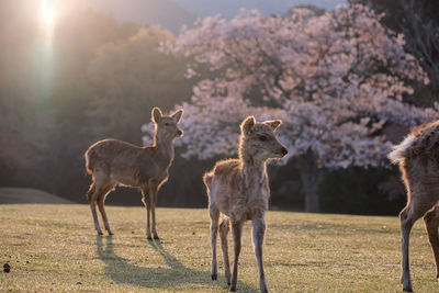 Deer standing on field