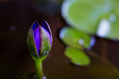 Close-up of purple flowering plant